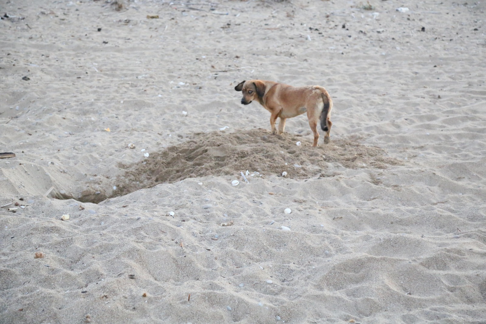 C A R E T T A Y U V A L A R I P A R A K A R S I L I G I T U R I S T 853952 253347