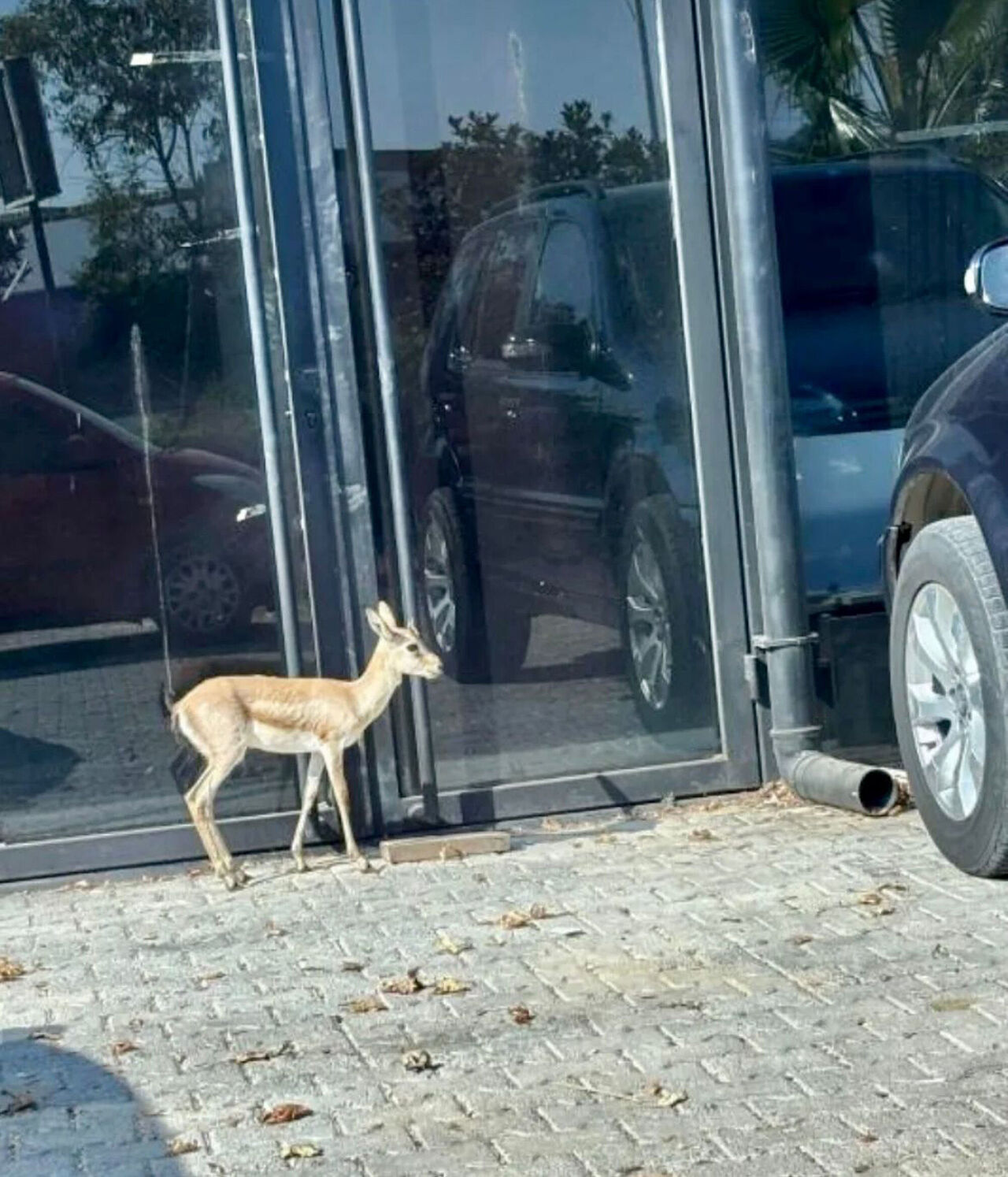 I S I N S A N I N I N V I L L A S I N I N B A H C E S I N D E B E S L 873635 259506