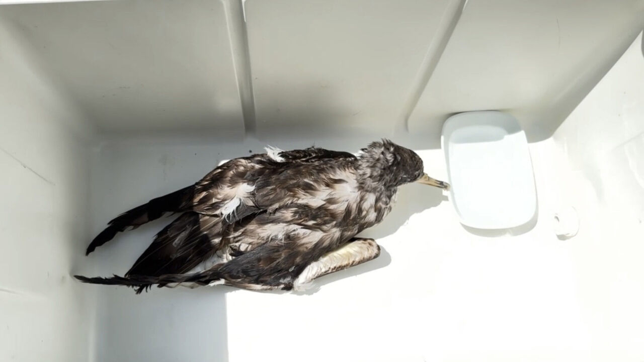 Y A R A L I M A R T I Y I T E K N E K A P T A N I K U R T A R D I 878492 260963