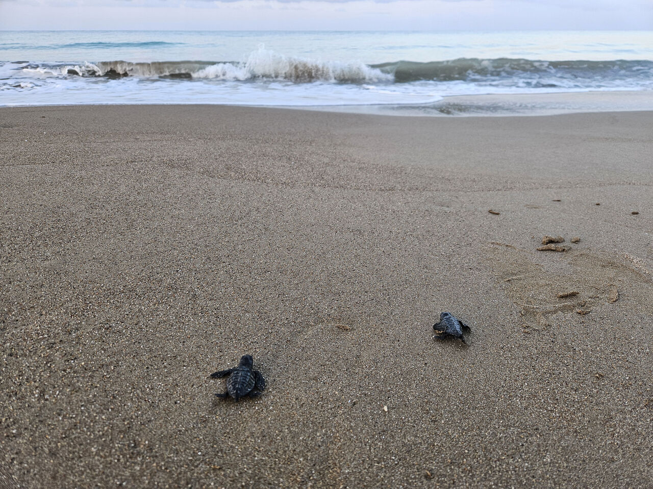 Y A V R U C A R E T T A S E Z O N U B A S L A D I 850637 252304