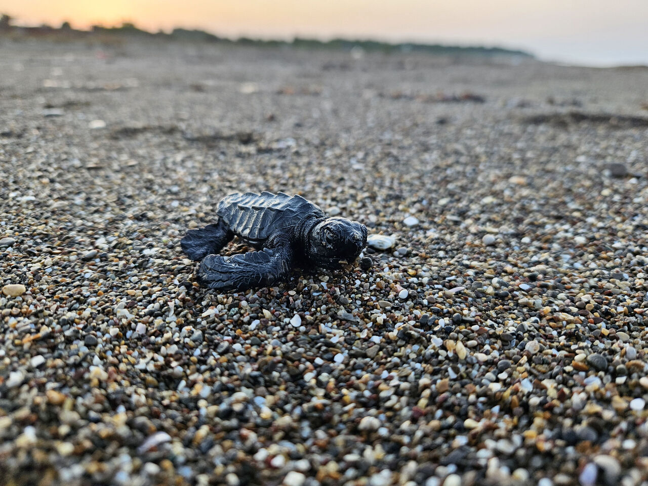 Y A V R U C A R E T T A S E Z O N U B A S L A D I 850638 252304