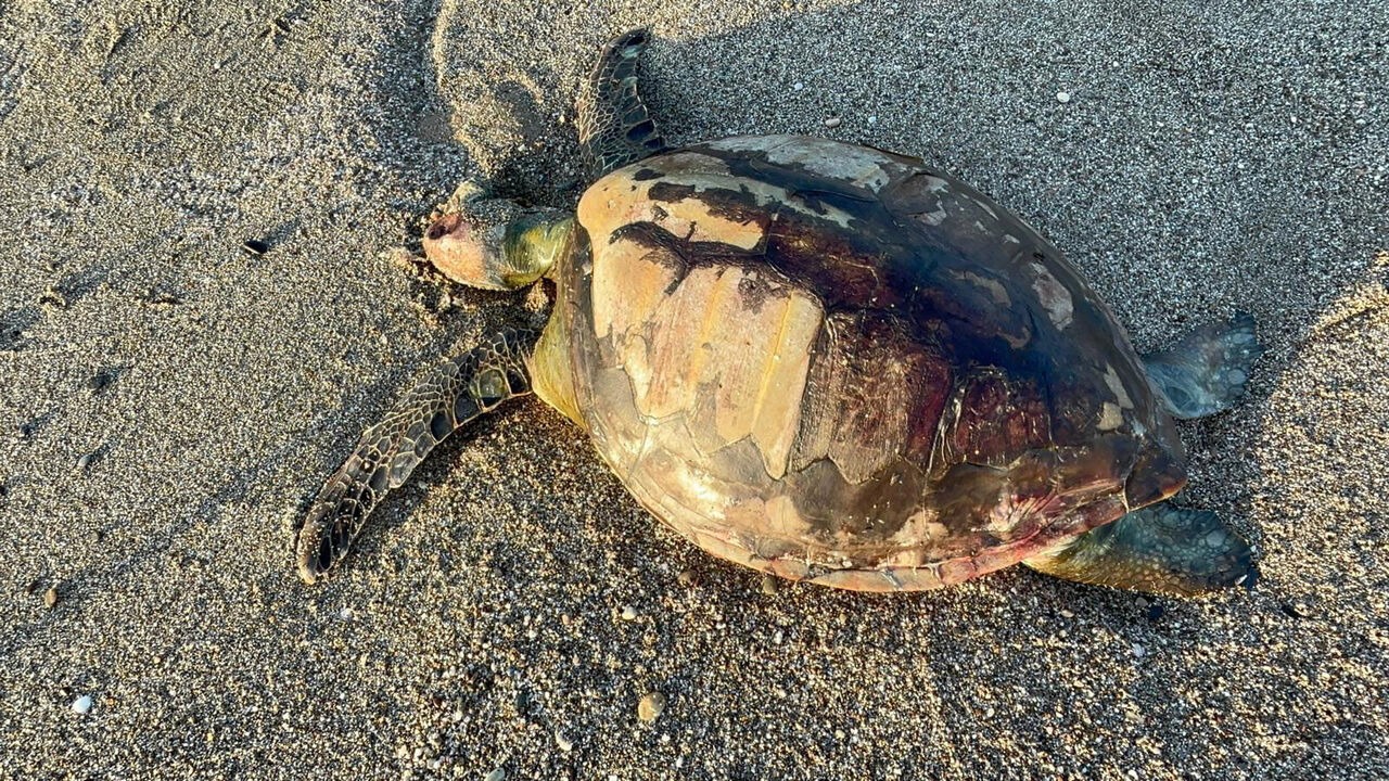 Y E S I L D E N I Z K A P L U M B A G A S I O L U S U S A H I L E V U 876757 260472