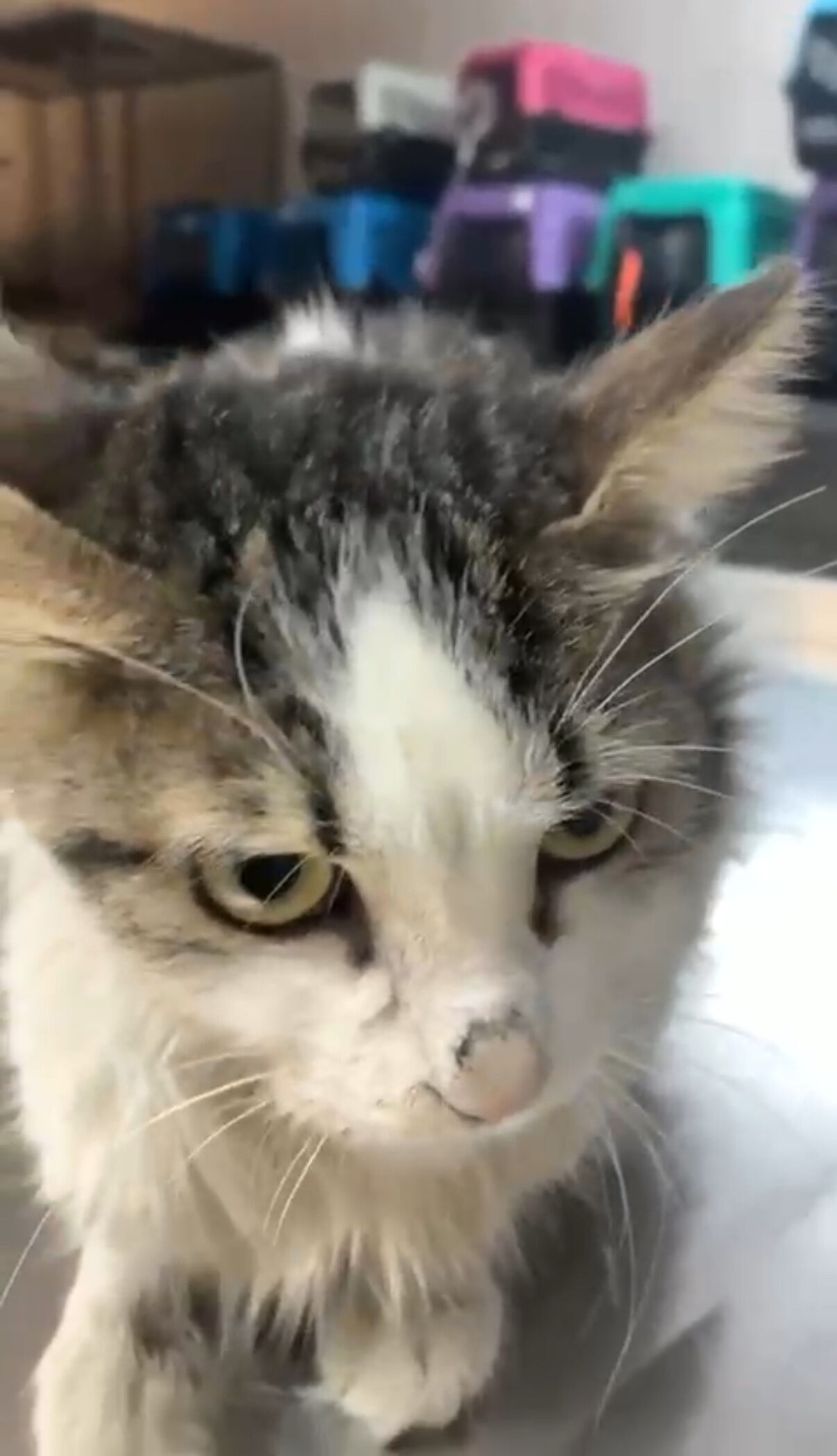 A L A N Y A B E L E D I Y E S I N D E N B A S A R I L I C E N E A M E 928105 275674