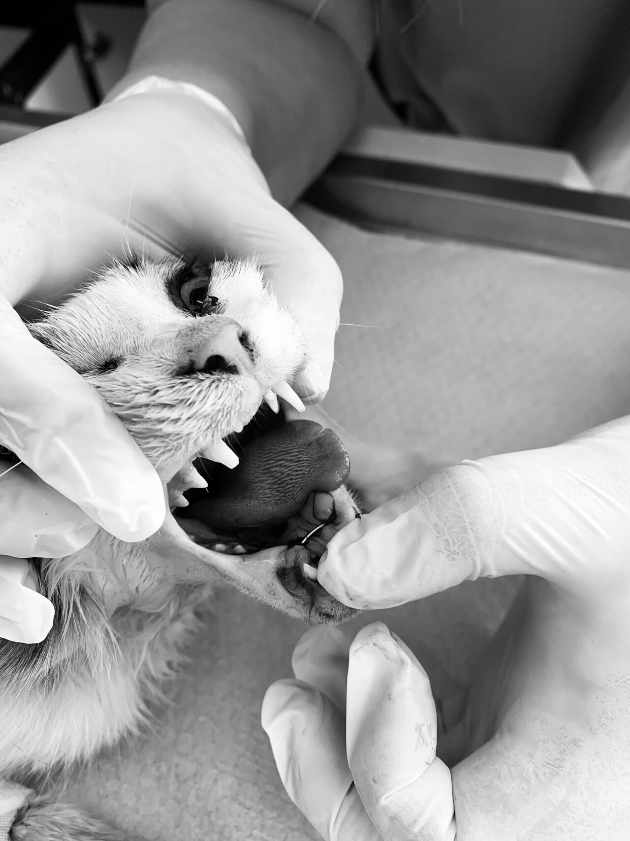 A L A N Y A B E L E D I Y E S I N D E N B A S A R I L I C E N E A M E 928106 275674