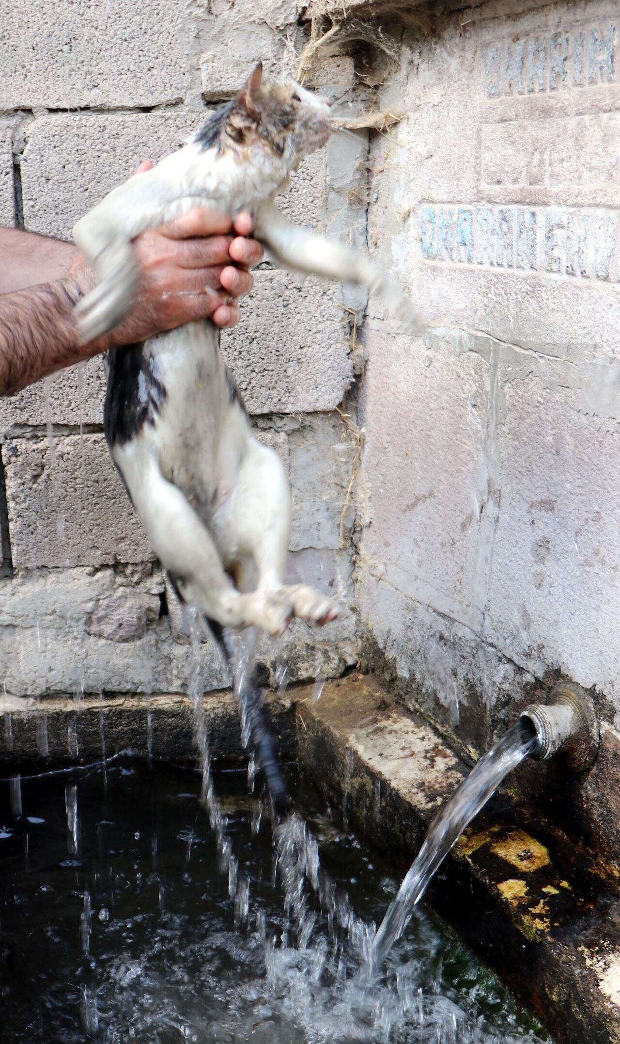 A L E V L E R I N A R A S I N A G I R I P K E D I Y I K U R T A R D I 892726 265119