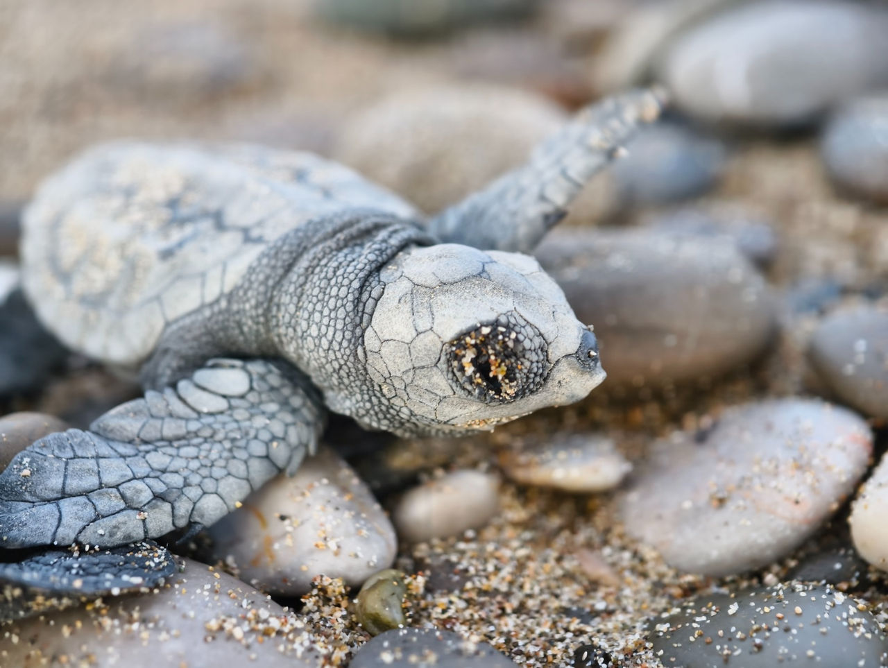 D E N I Z E U L A S A B I L E N 232 B I N Y A V R U C A R E T T A D 939229 278899