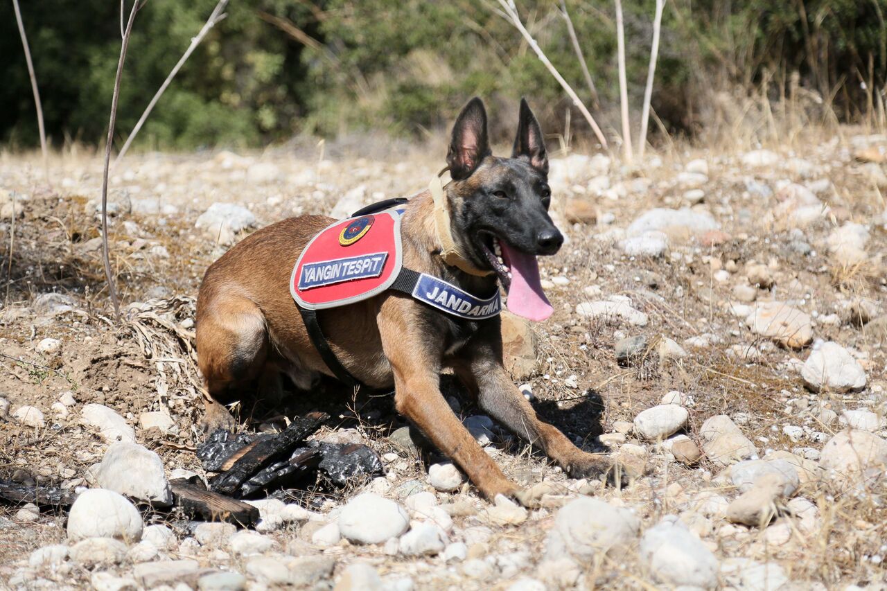 J A N D A R M A K O P E G I H A N E O R M A N Y A N G I N L A R I 916705 272403