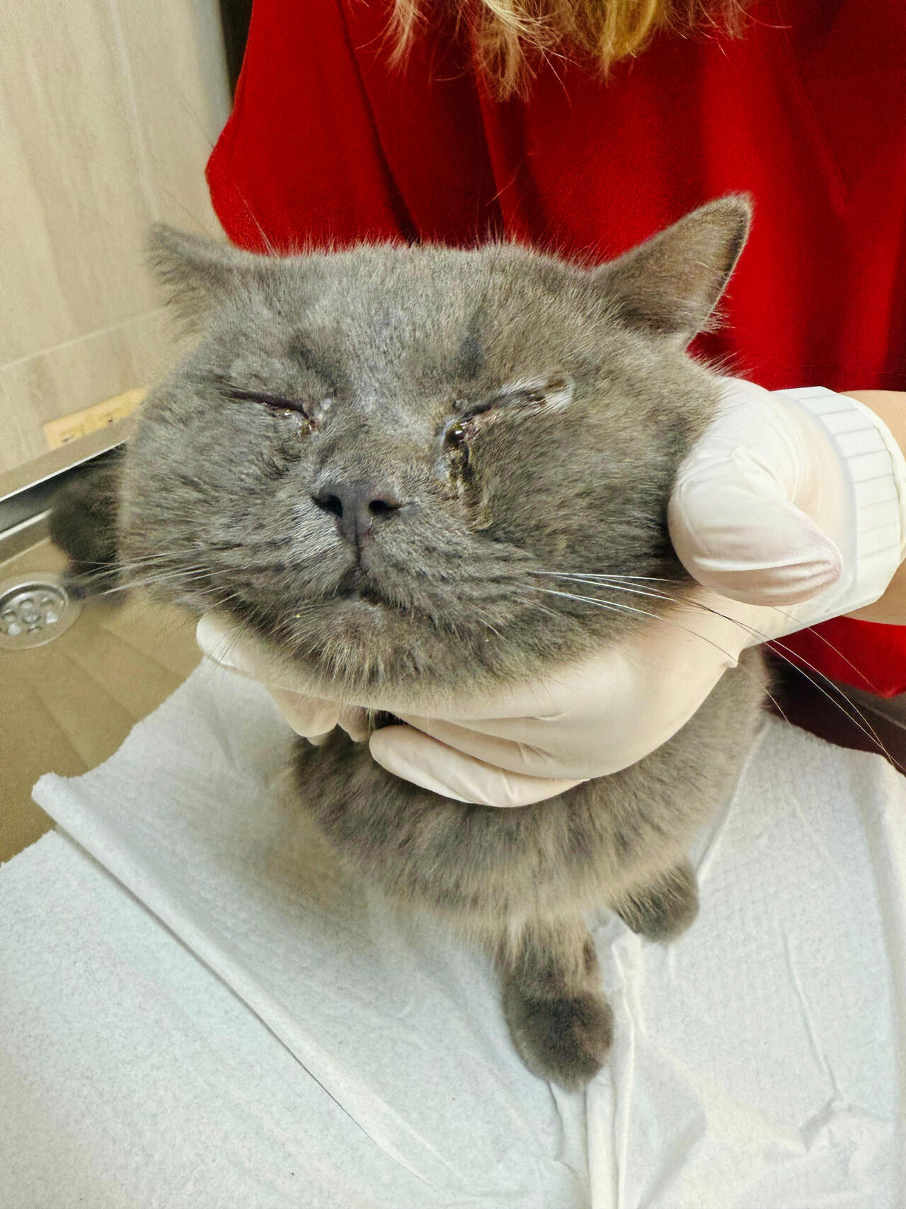 K E D I Y E G O Z K A P A G I O P E R A S Y O N U 916315 272275