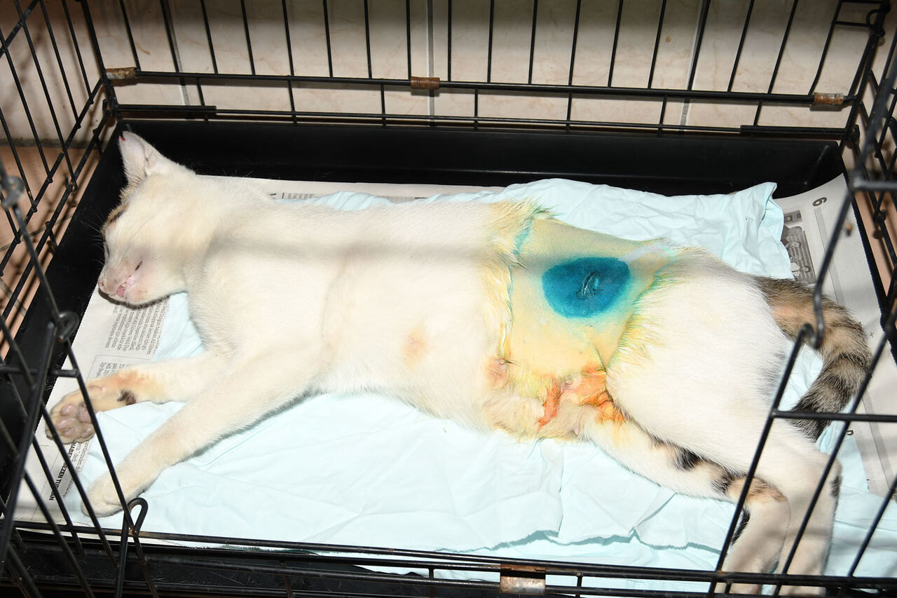 K E M E R D E 173 H A Y V A N T E D A V I E D I L D I 937949 278512