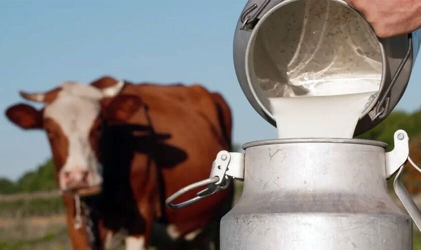 Sut Fiyati Inek