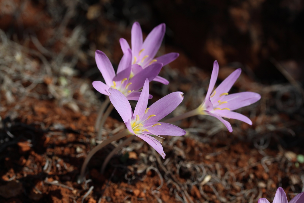 A N T A L Y A Y A D O G A N I N O S C A R I ‘ Y E S I L B A Y R 965421 286704