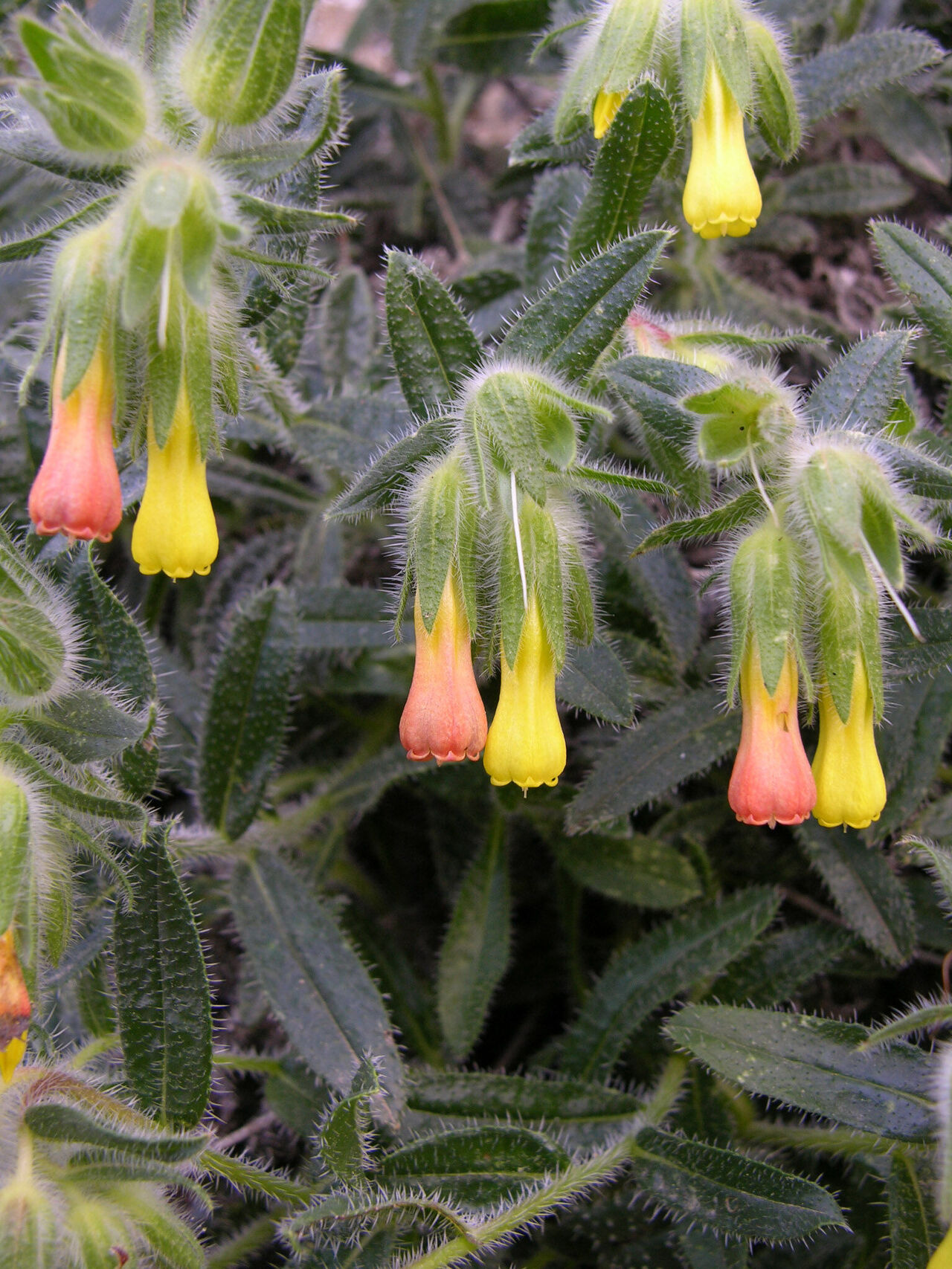 A N T A L Y A Y A D O G A N I N O S C A R I ‘ Y E S I L B A Y R 965422 286704