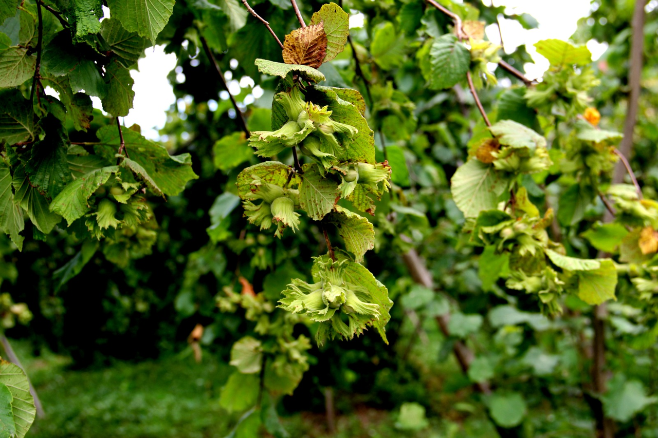 F I N D I K T A U C L U Z A R A R 250 B I N T O N K A Y I P 978916 290496