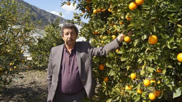 Finike Portakali Dalinda Alici Buluyor H29258 Ca80B