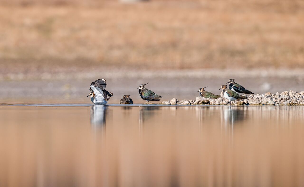 ‘ K A B A K L I G O L E T I S O N D E M L E R I N I Y A S I Y O R’ 970784 288248