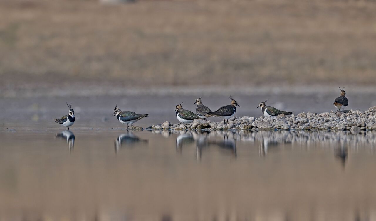 ‘ K A B A K L I G O L E T I S O N D E M L E R I N I Y A S I Y O R’ 970786 288248