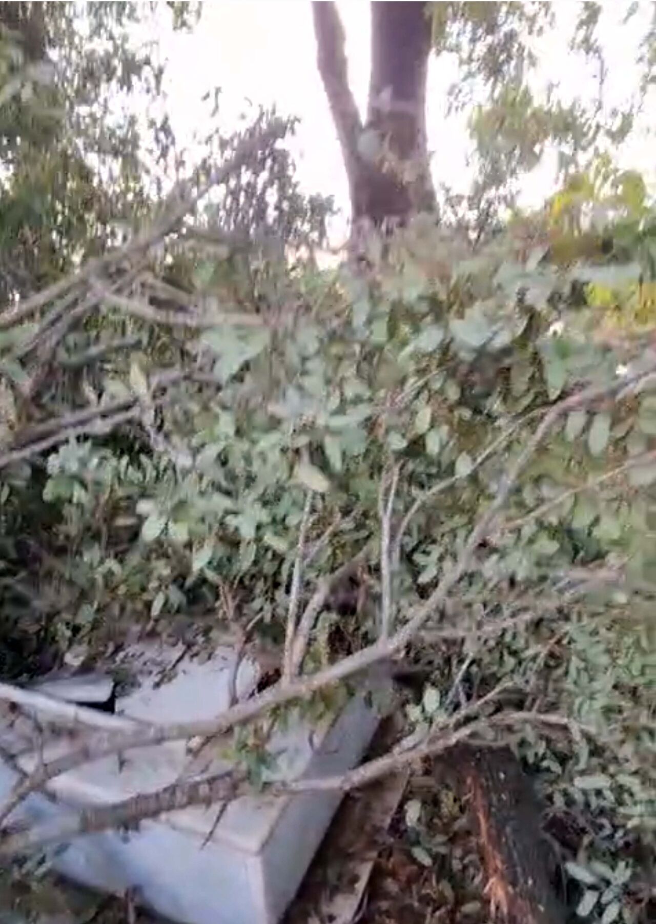 R U Z G A R D A N D A L L A R I K I R I L A N A G A C L A R M E Z A R L 981229 291404