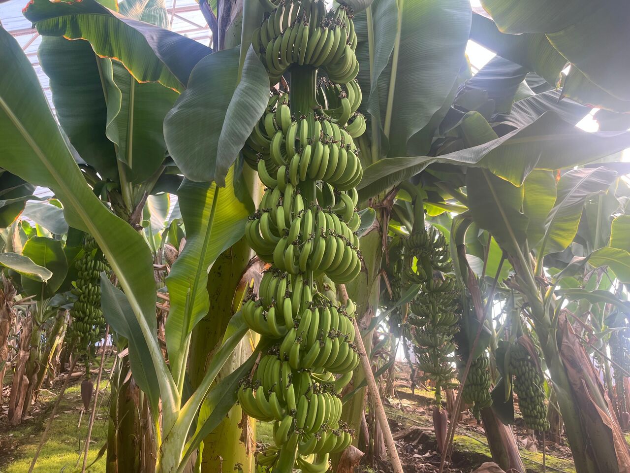 Whatsapp Image 2025 10 10 At 12.05.42