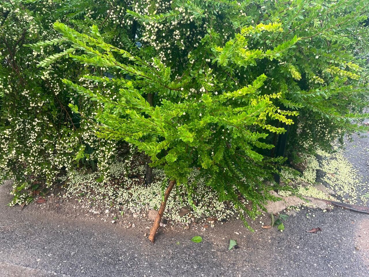 Whatsapp Image 2025 10 23 At 16.40.36