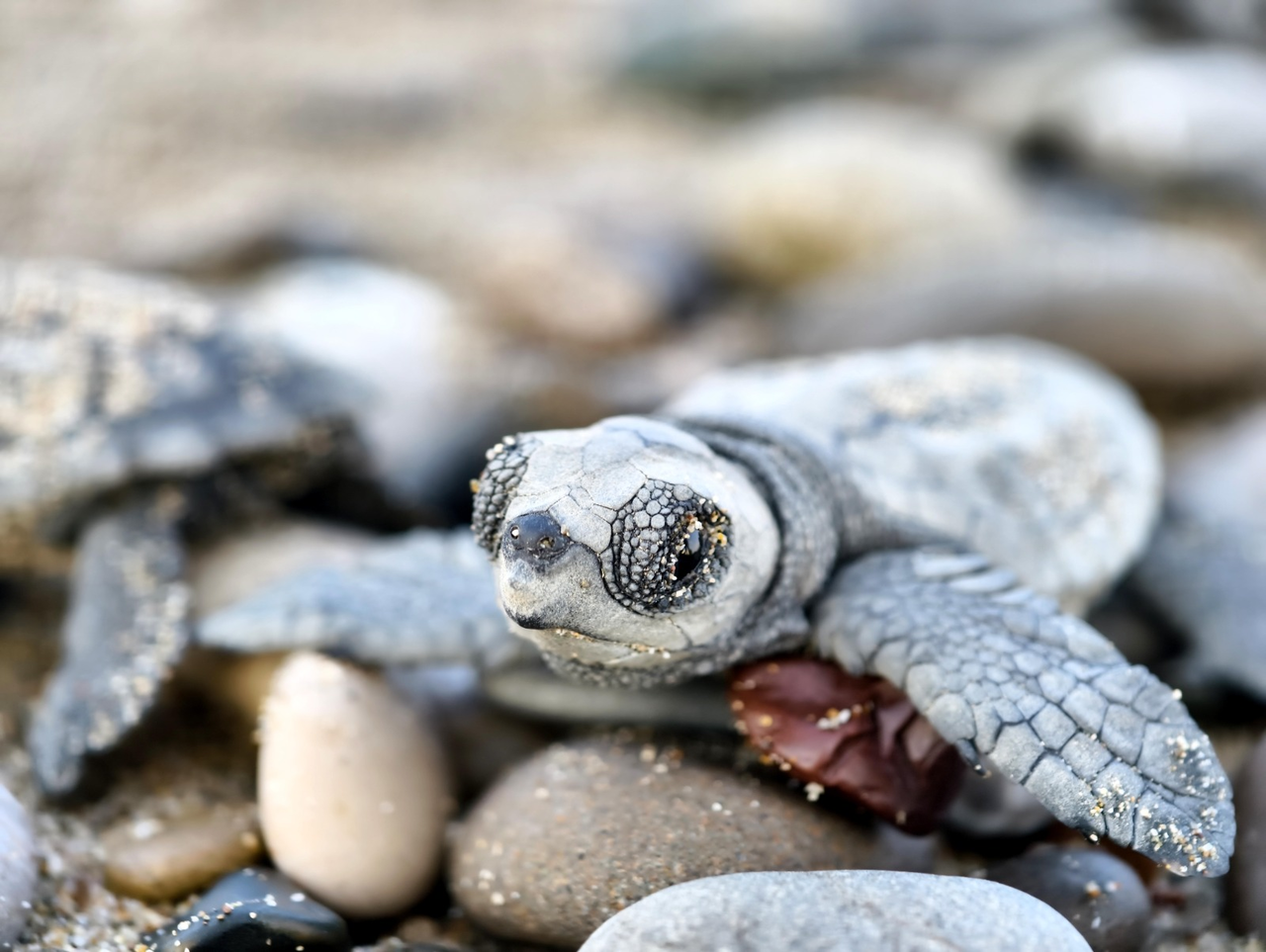 Y A V R U C A R E T T A L A R I K U R T A R A C A K K I R M I Z I I S 944429 280528