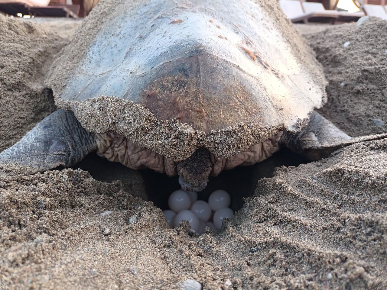 Y A V R U C A R E T T A L A R I K U R T A R A C A K K I R M I Z I I S 944432 280528