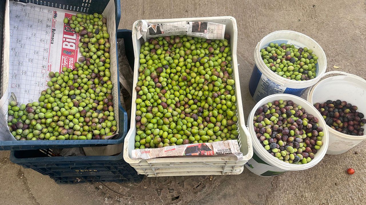 Zeytin-5