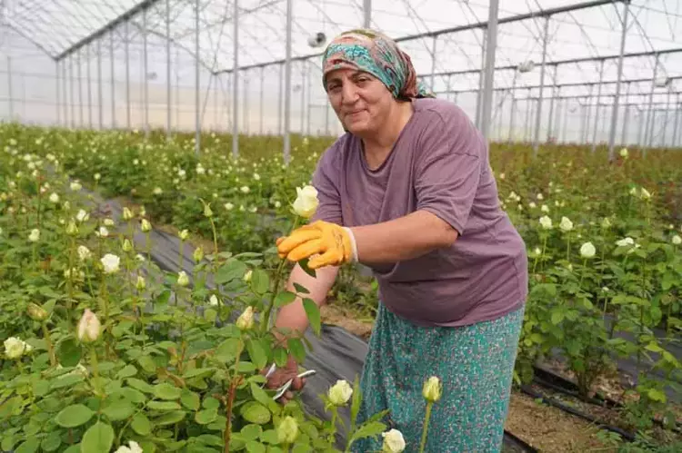 67E263Fb204De30E931Befc2