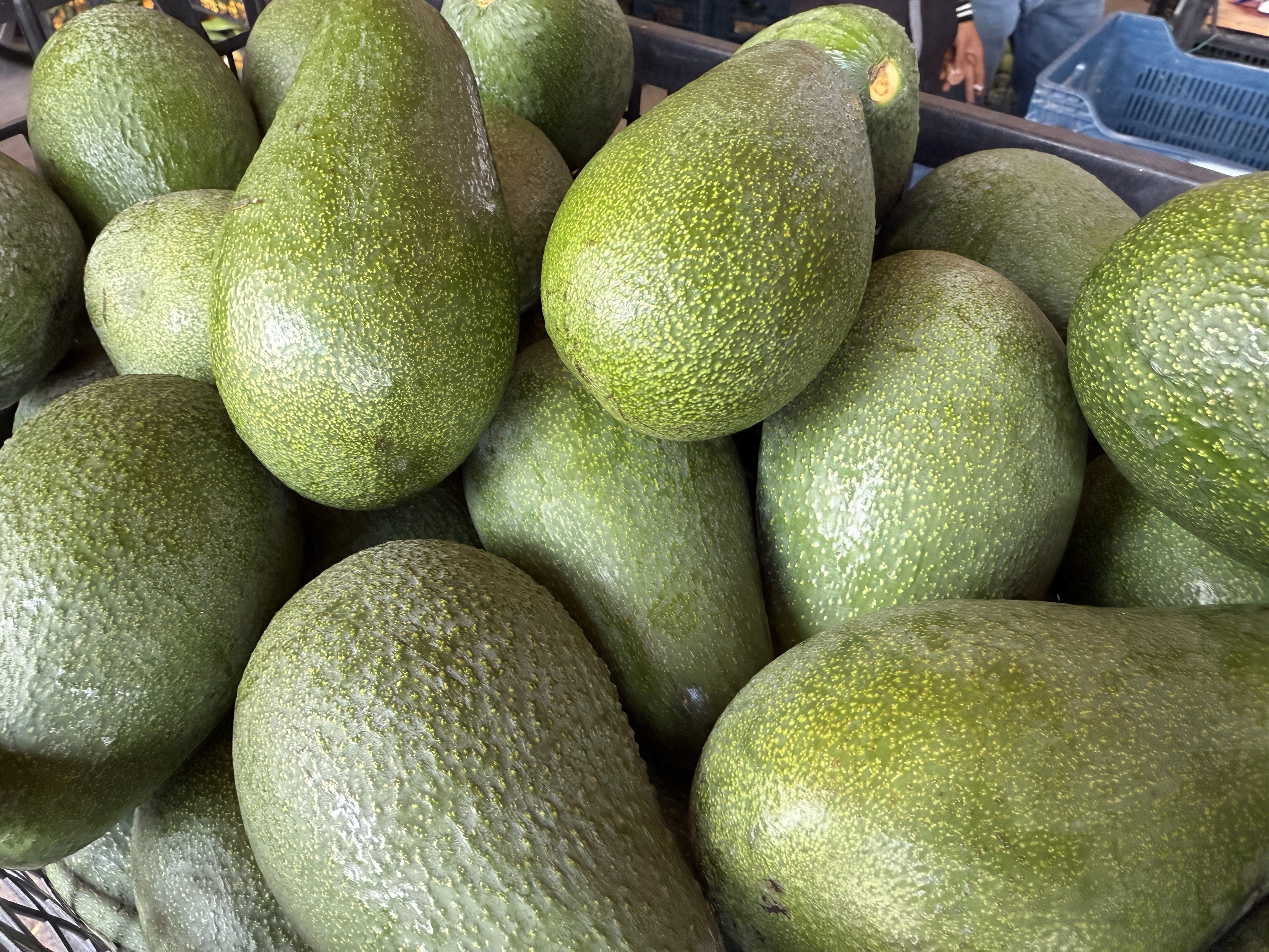 A L A N Y A A V O K A D O S U N D A R E K O L T E B E K L E N T I S I 1 1035258 307240