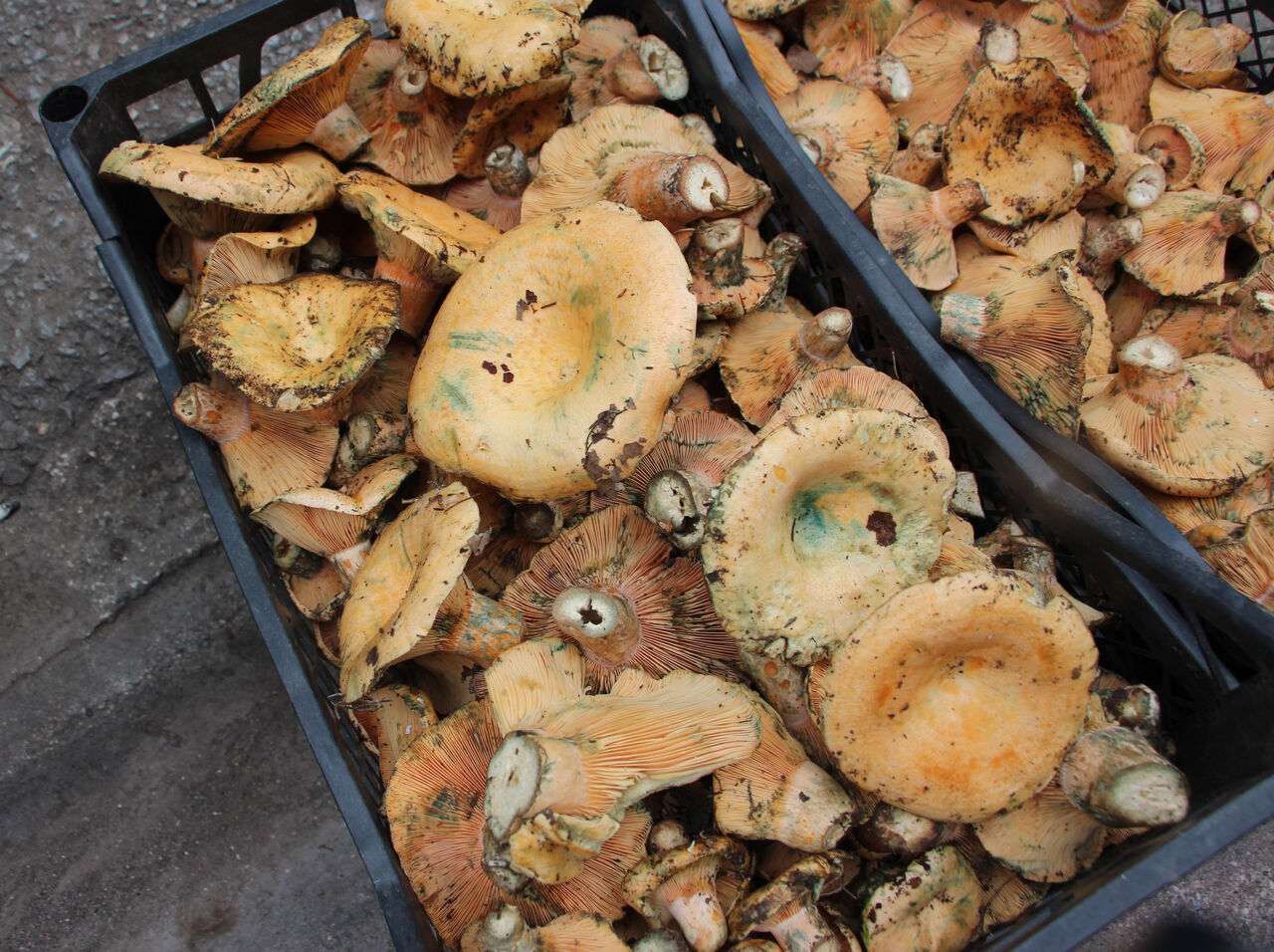 A N T A L Y A M A N T A R G E C I M K A Y N A K L A R I O L D U V 1009601 299493