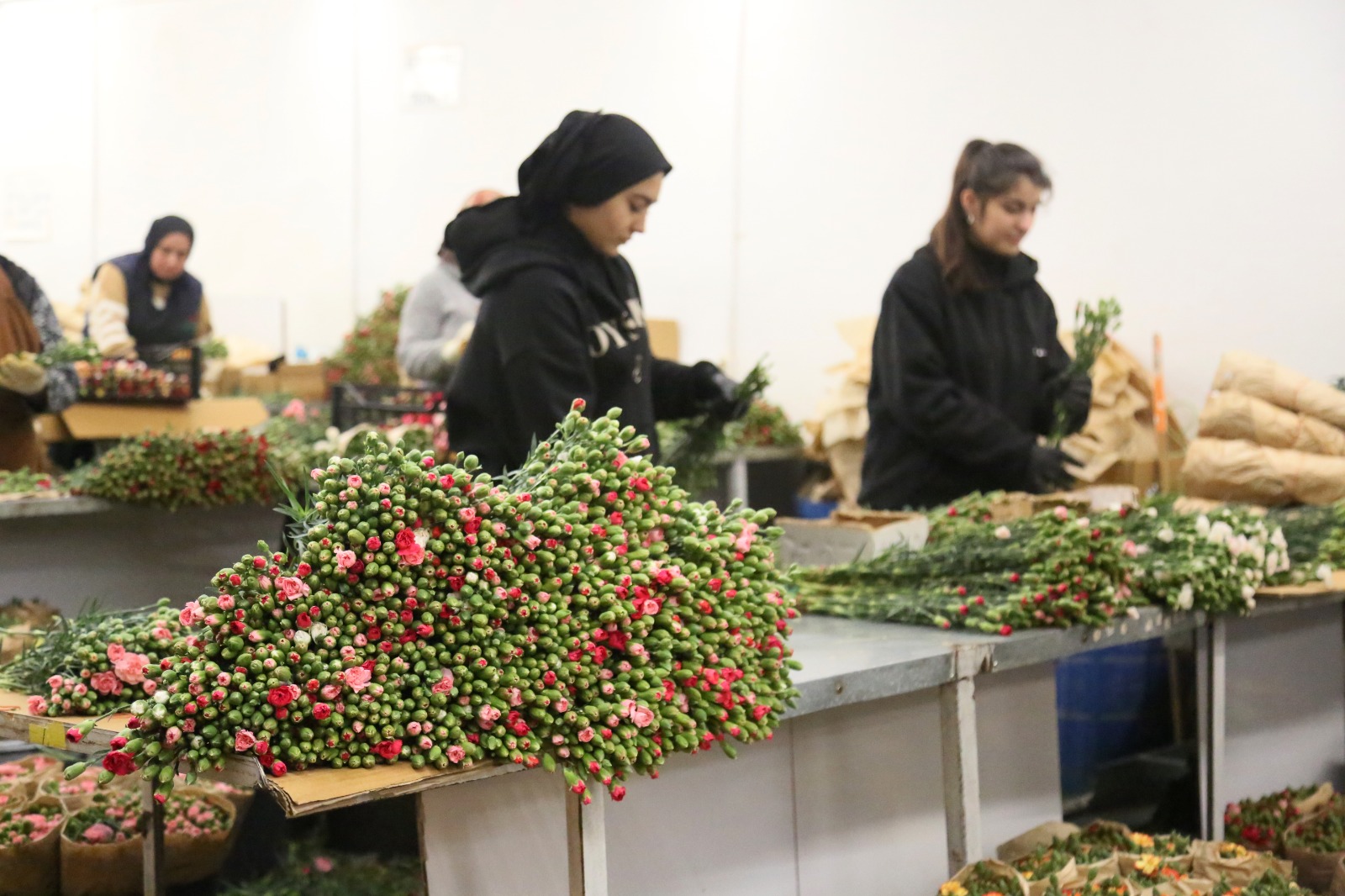 A V R U P A U L K E L E R I N E 12 M I L Y O N D O L A R L I K Y I L 1029987 305598