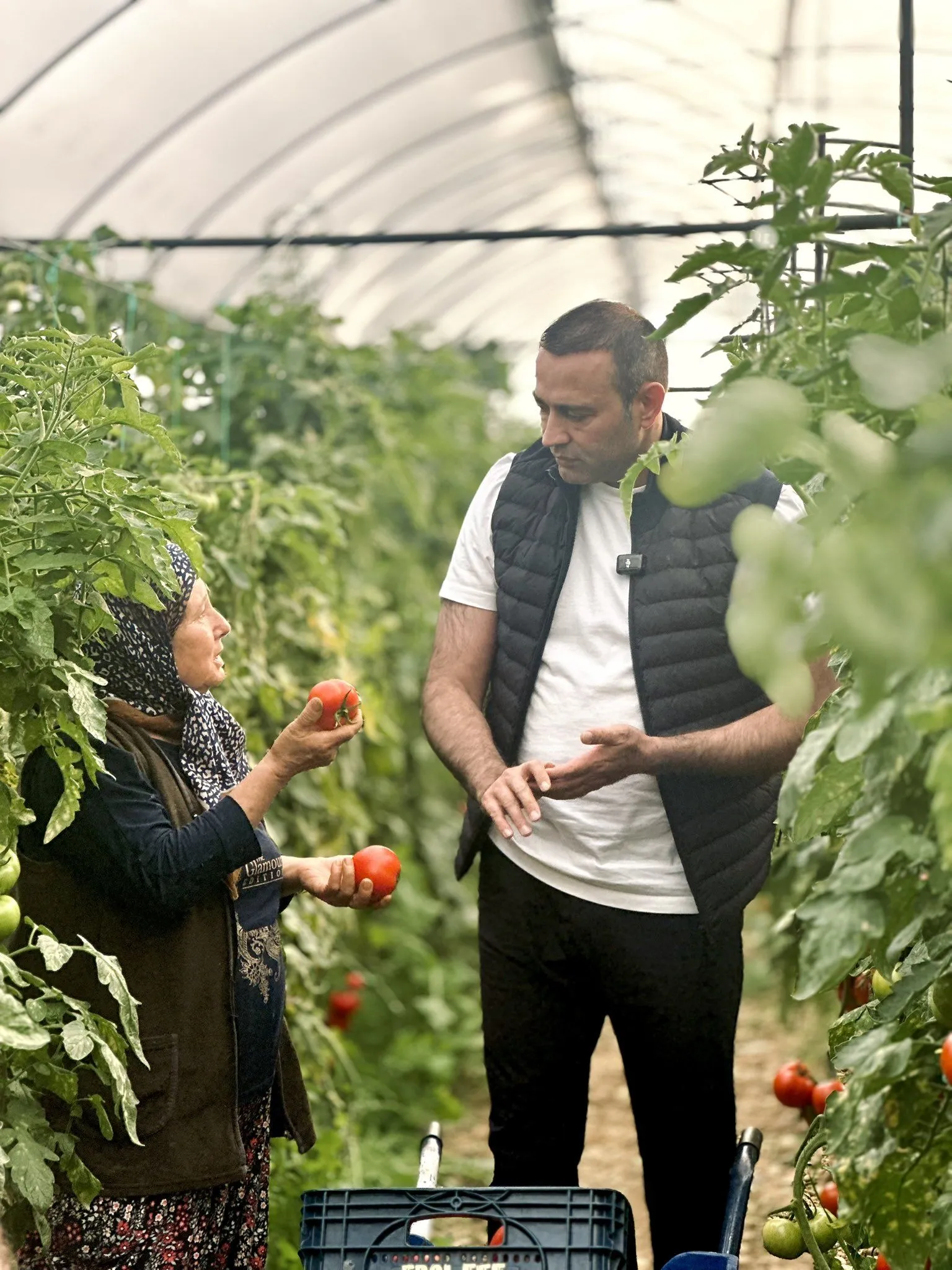 Aykut Kaya Domates Serasi 1