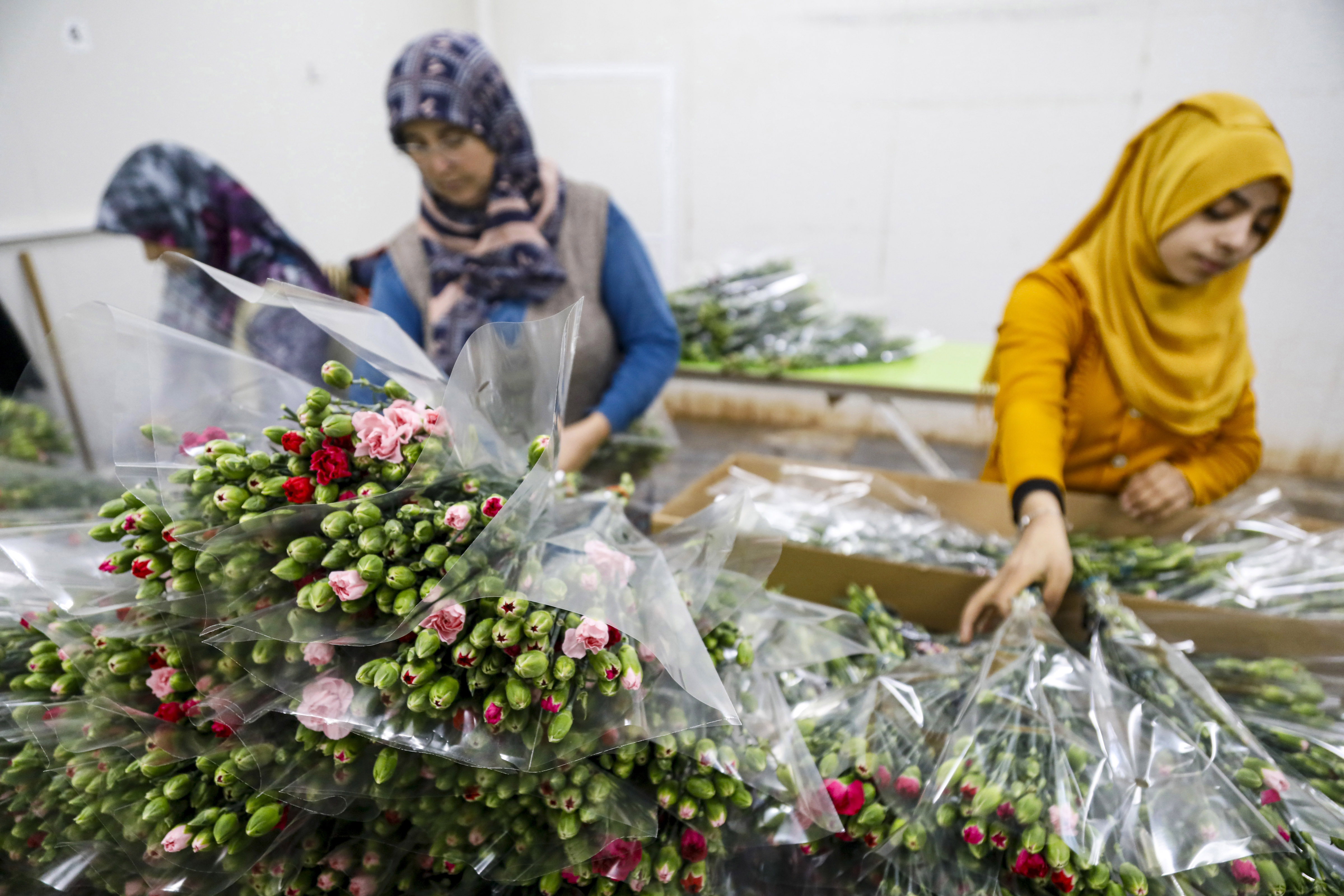 C I C E K T E 10 A Y L I K I H R A C A T R E K O R U 1031894 306189