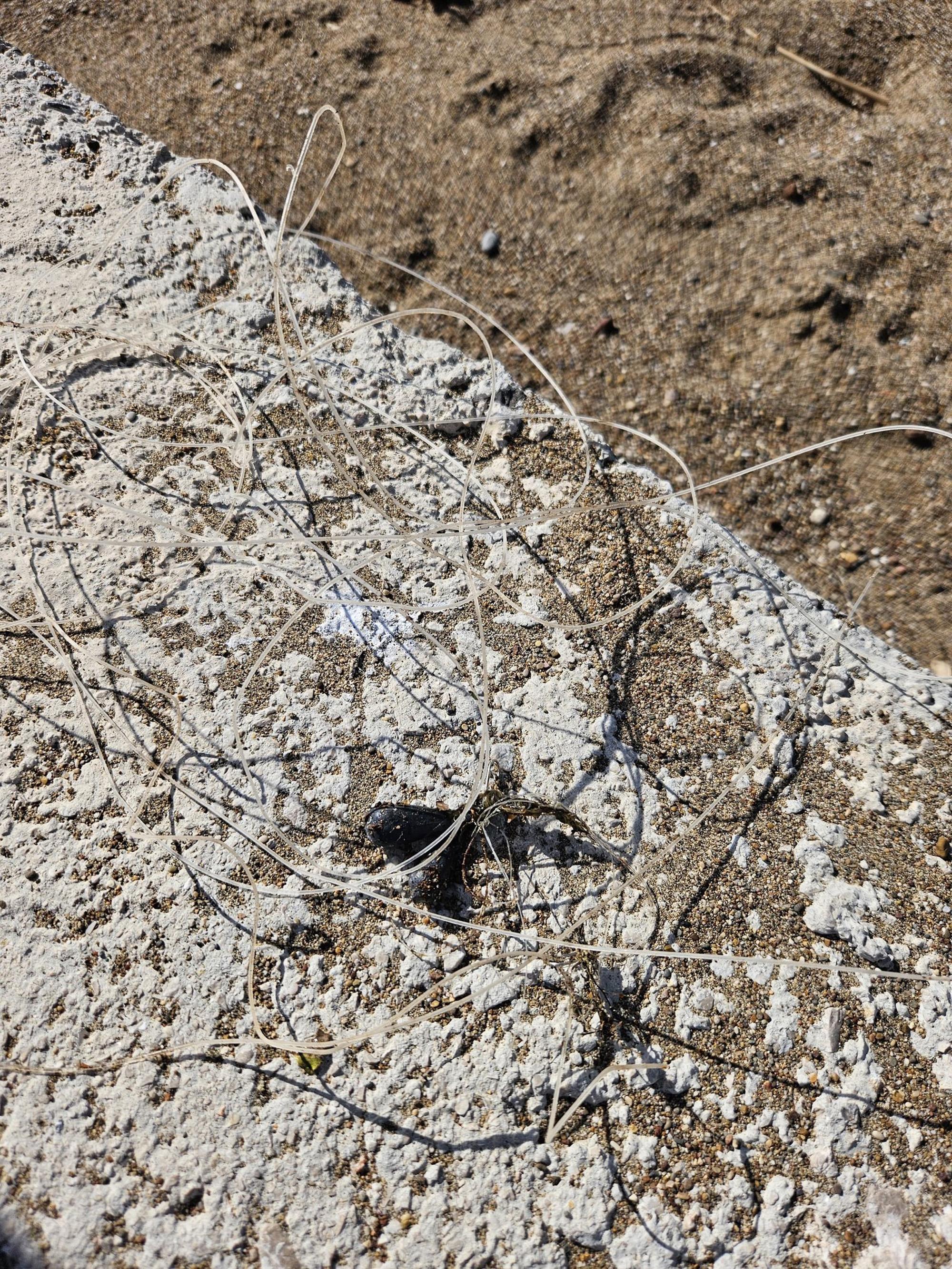 D E N I Z D I B I N D E B A L I K A G L A R I N A T A K I L I Y A R A 1019100 302358