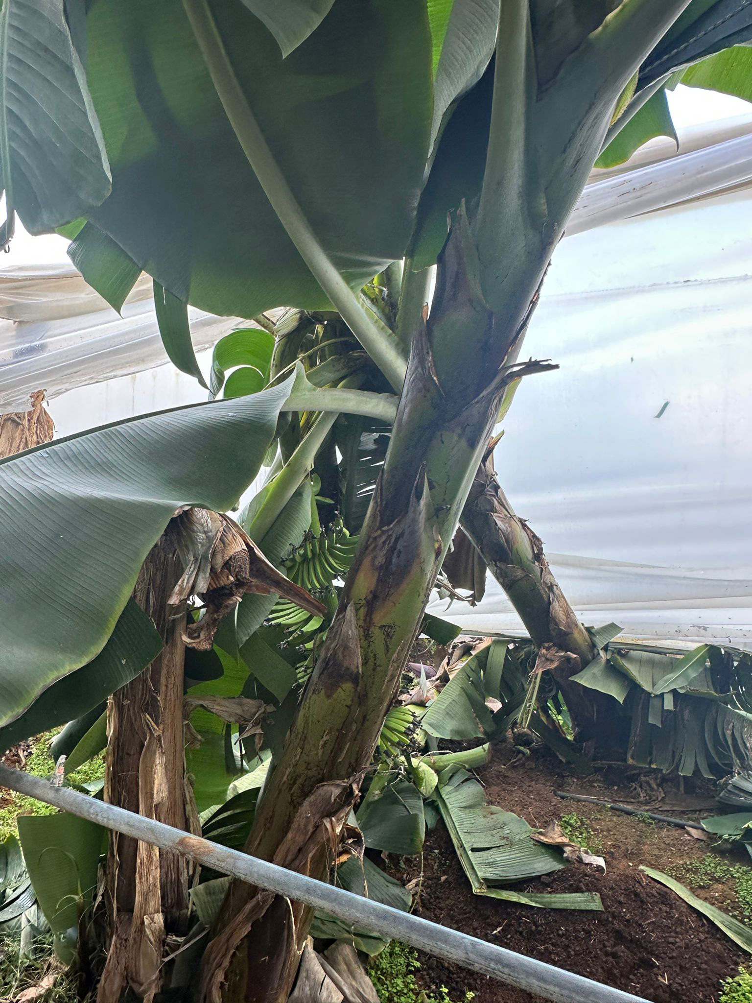 M A N A V G A T T A H O R T U M S E R A L A R A Z A R A R V E R D I 1040838 308856