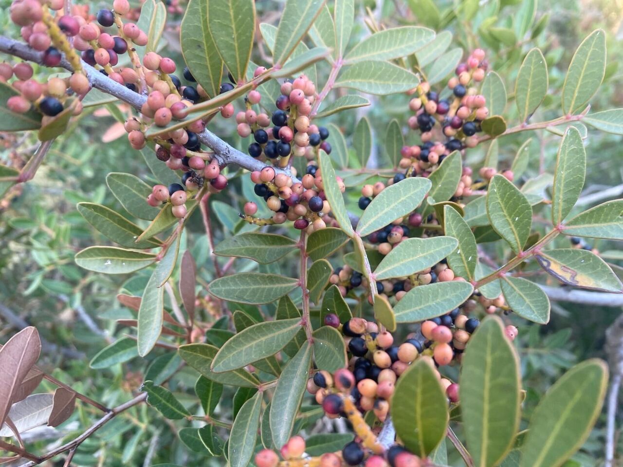 Whatsapp Image 2025 11 08 At 16.54.59 (1)