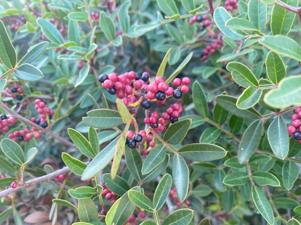 Whatsapp Image 2025 11 08 At 16.55.02