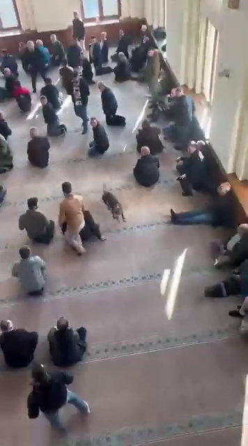 C U M A V A A Z I S I R A S I N D A C A M I Y E P I T B U L L U N G I 1071397 317929