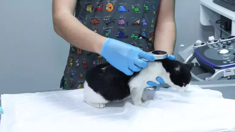 Evcil Hayvan Mikro Çip (2)