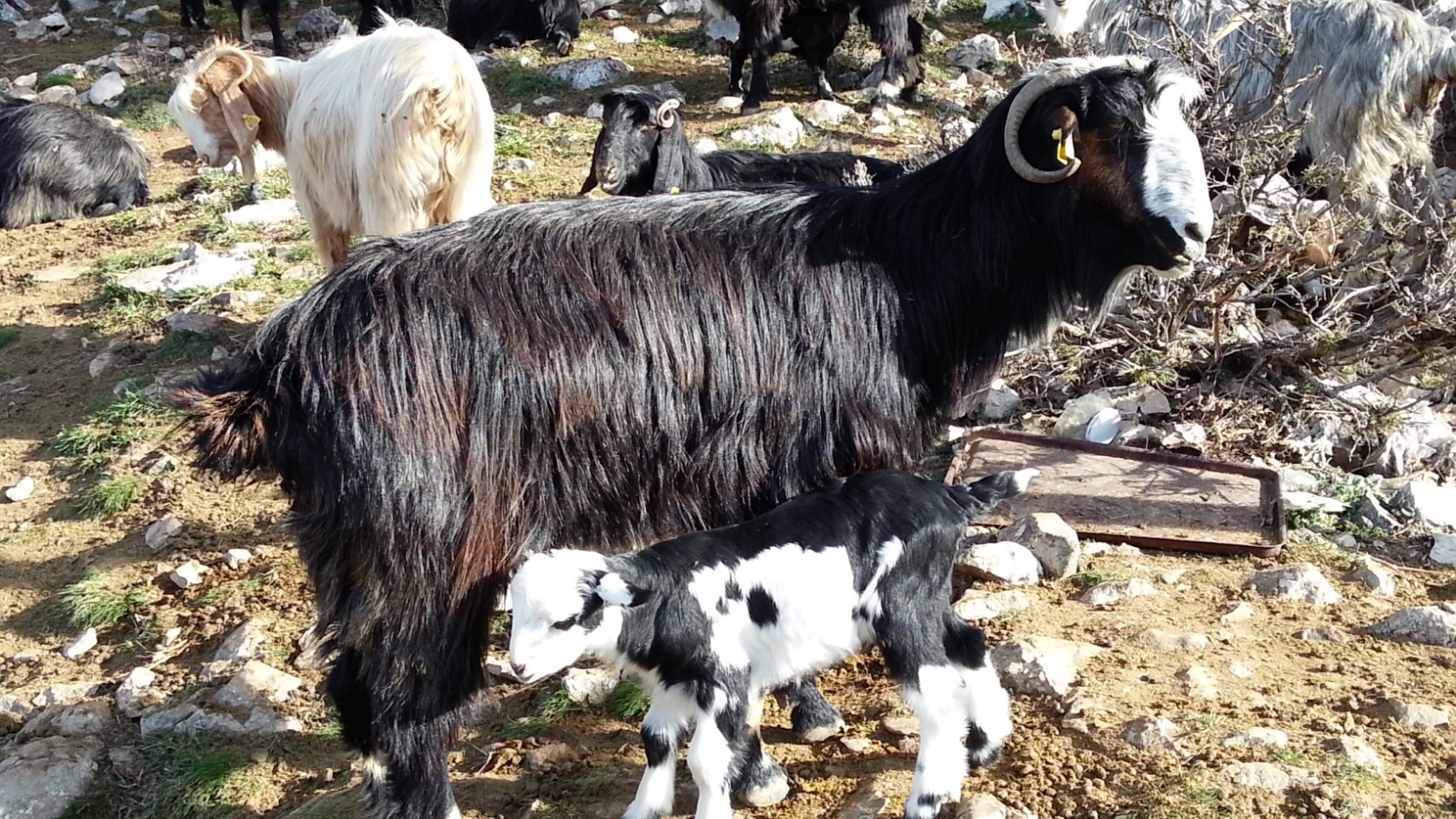 K E C I Y I M E R A Y A C O B A N I Y A Y L A Y A D O N D U R E C E K 1041573 309076