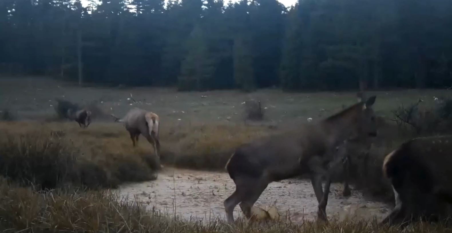 K I Z I L G E Y I K L E R I N S U B I R I K I N T I S I N D E K I G O R 1061845 315148