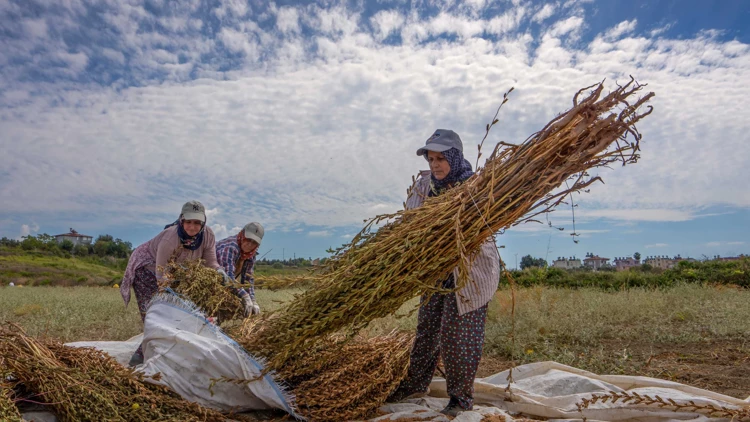 Manavgat Altın Susamı (1)-1