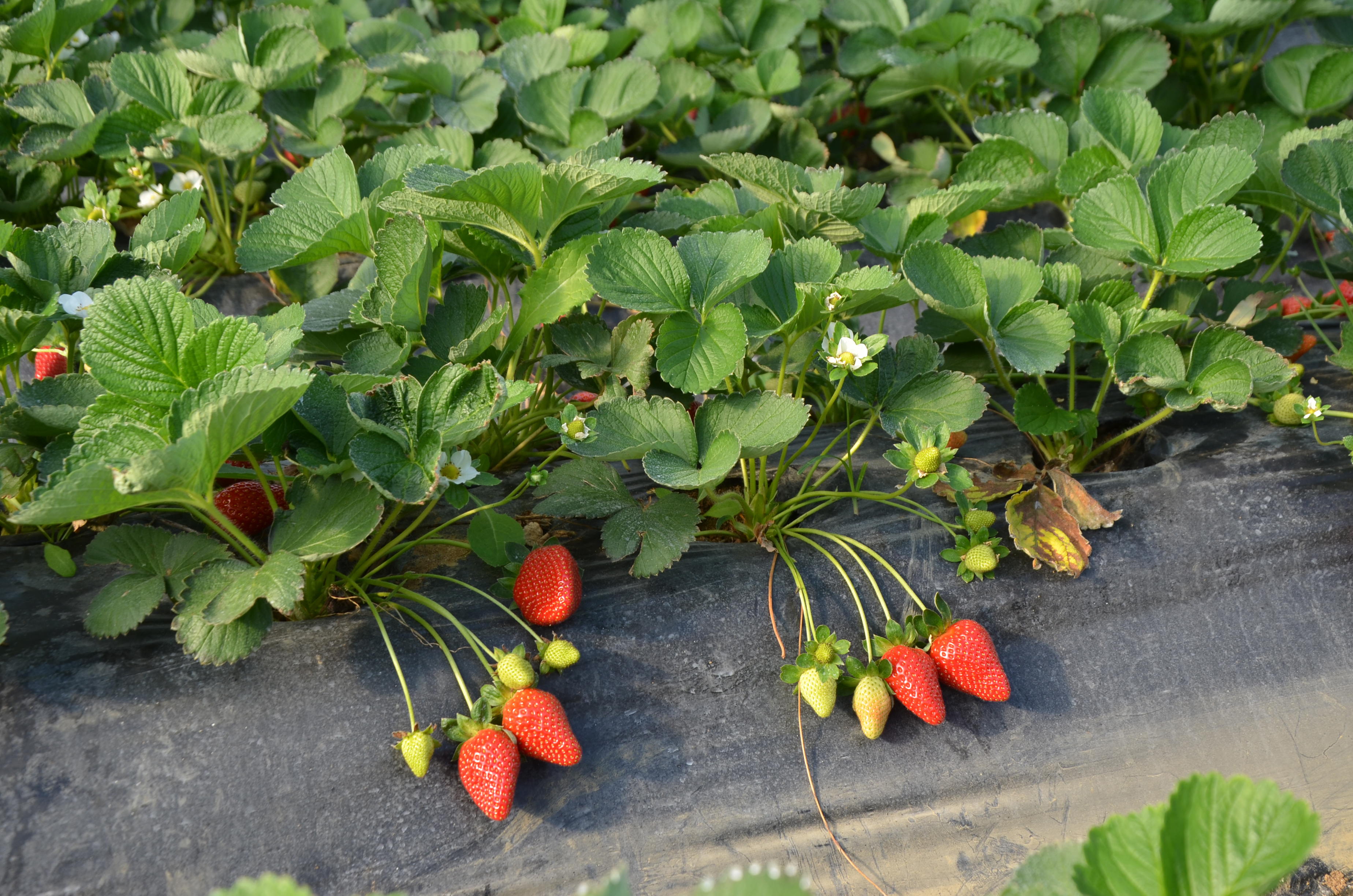 S E R I K T E T U R F A N D A C I L E K H A S A D I B A S L A D I 1064600 315889