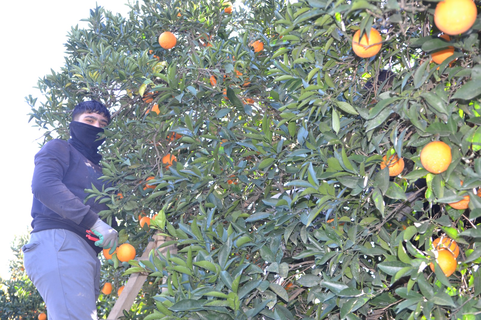 Whatsapp Image 2025 12 20 At 14.40.43