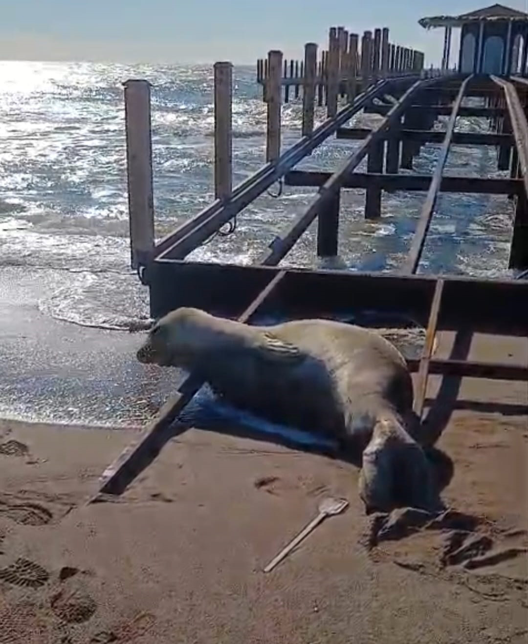 A K D E N I Z F O K U S A H I L D E G O R U L D U 1114184 330764