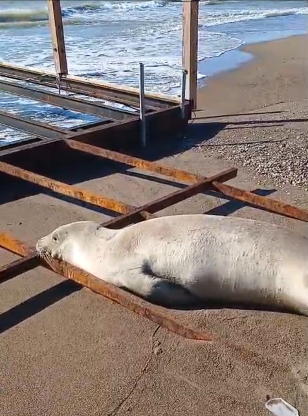 A K D E N I Z F O K U S A H I L D E G O R U L D U 1114185 330764