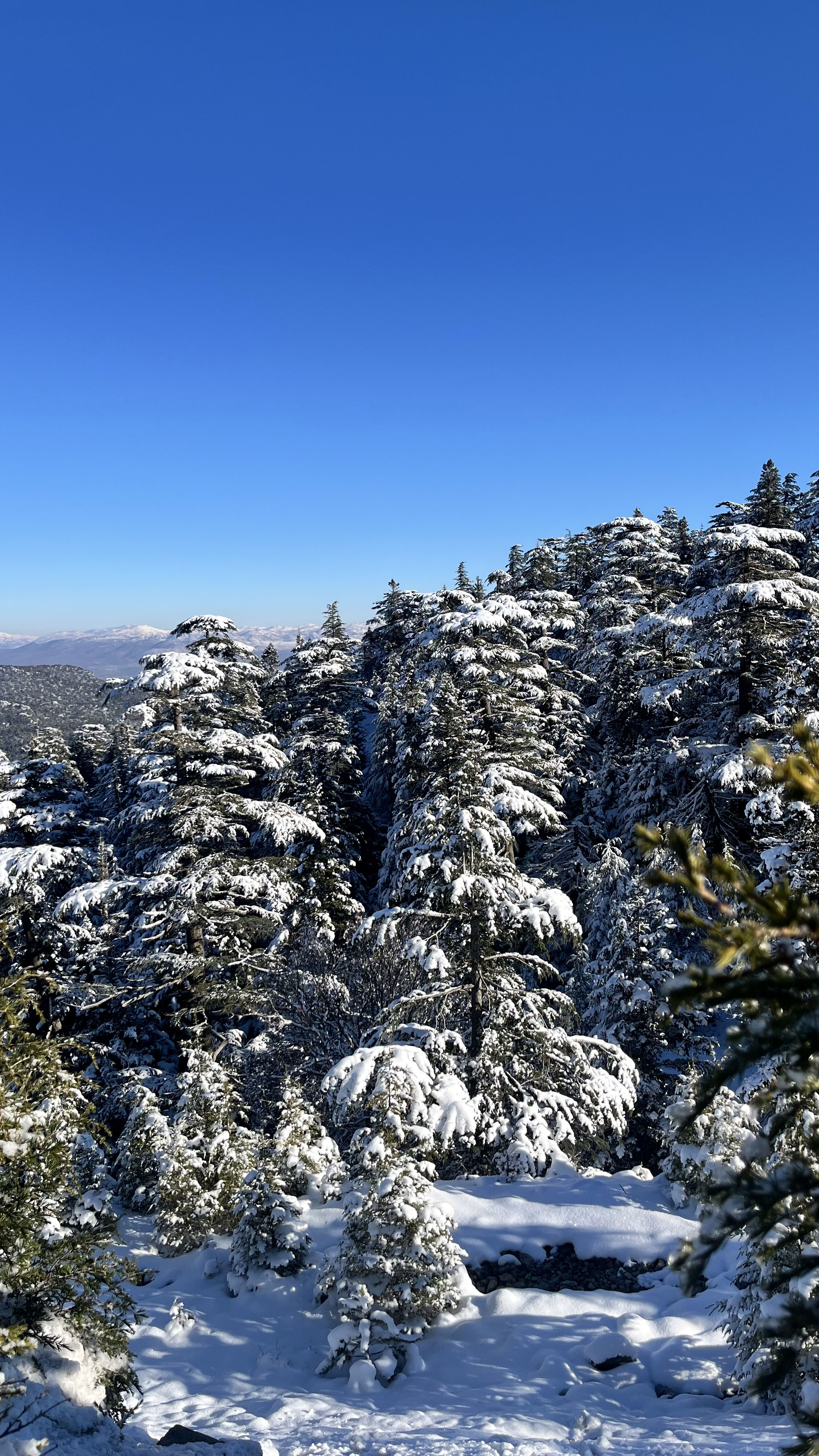 A L A C A B E L D E H A Y R A N B I R A K A N K A R M A N Z A R A S I 1116794 331583