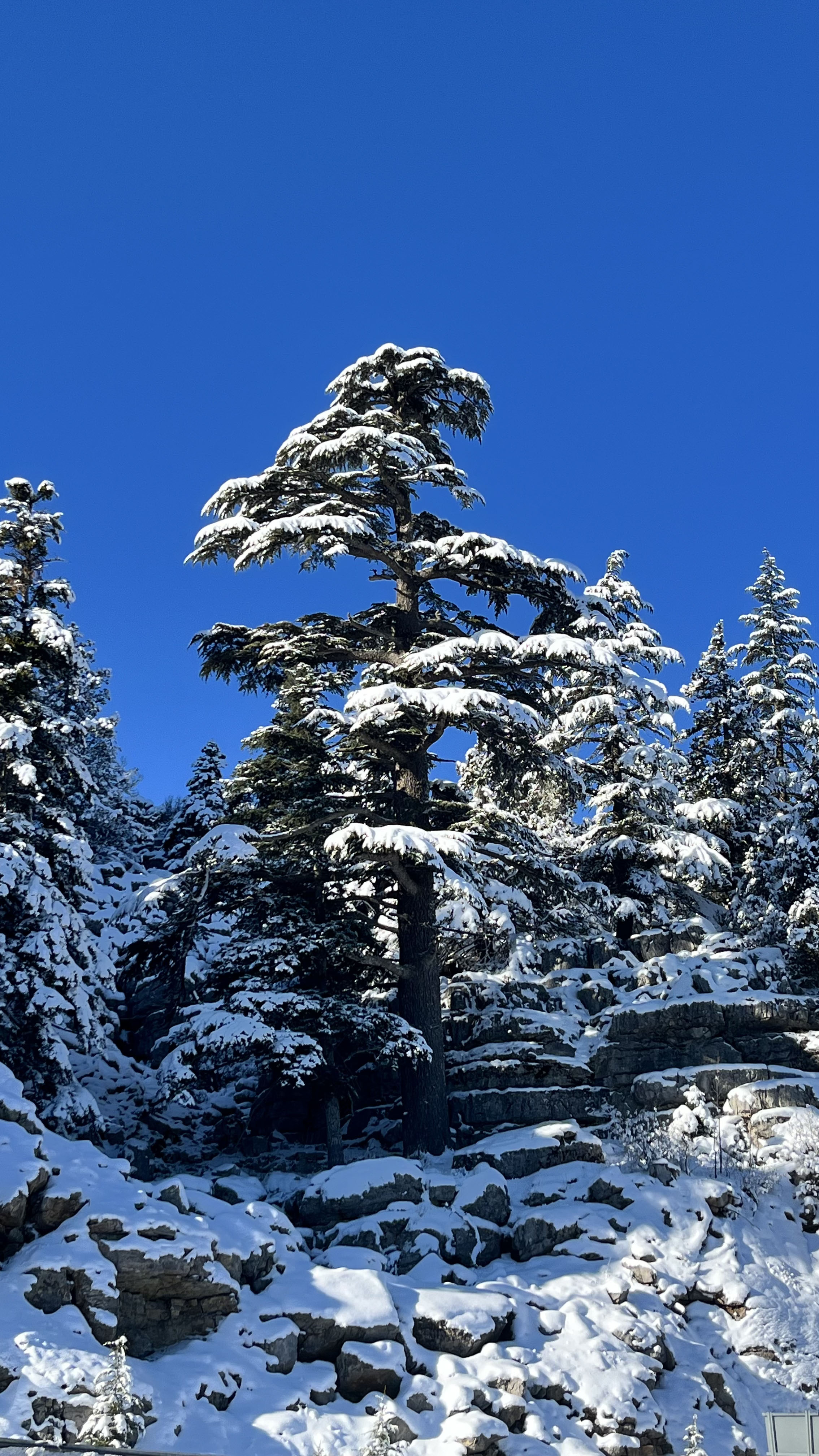 A L A C A B E L D E H A Y R A N B I R A K A N K A R M A N Z A R A S I 1116795 331583