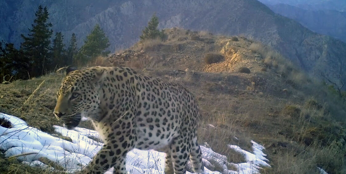 A N A D O L U P A R S I N A Z A R A R V E R M E N I N C E Z A S I 45 1103471 327575