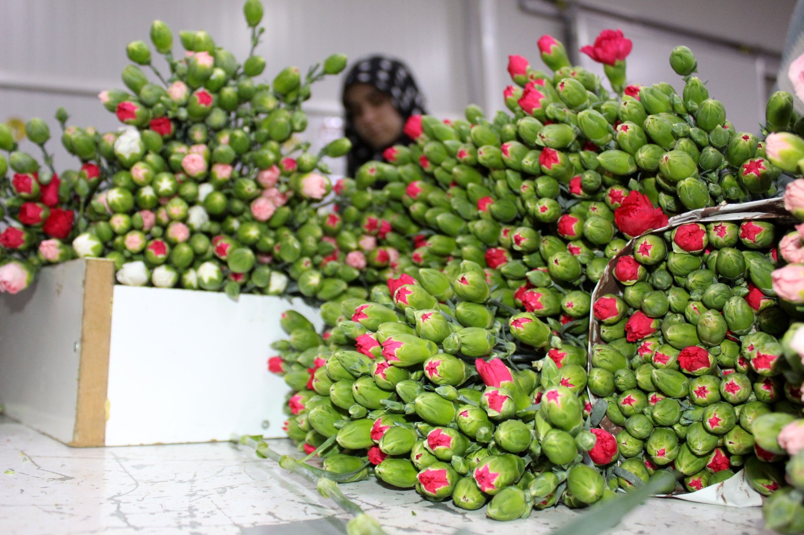 A N T A L Y A D A U R E T I L E N 850 M I L Y O N D A L C I C E G 1117577 331843