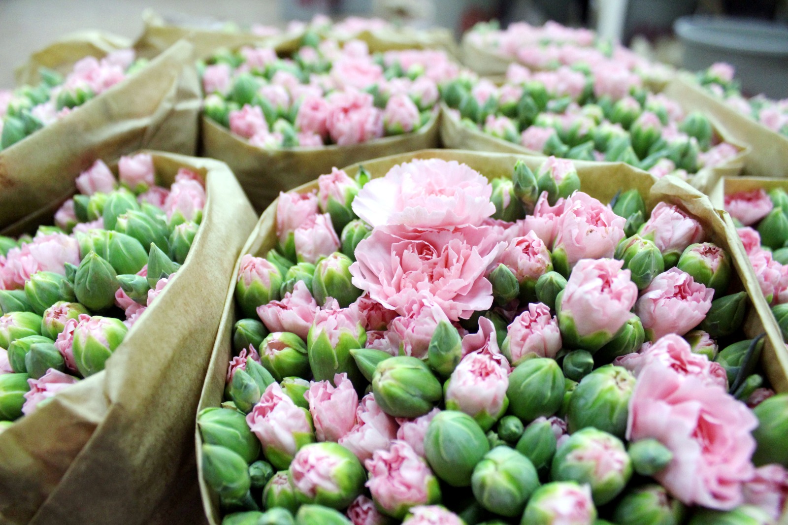 A N T A L Y A D A U R E T I L E N 850 M I L Y O N D A L C I C E G 1117578 331843